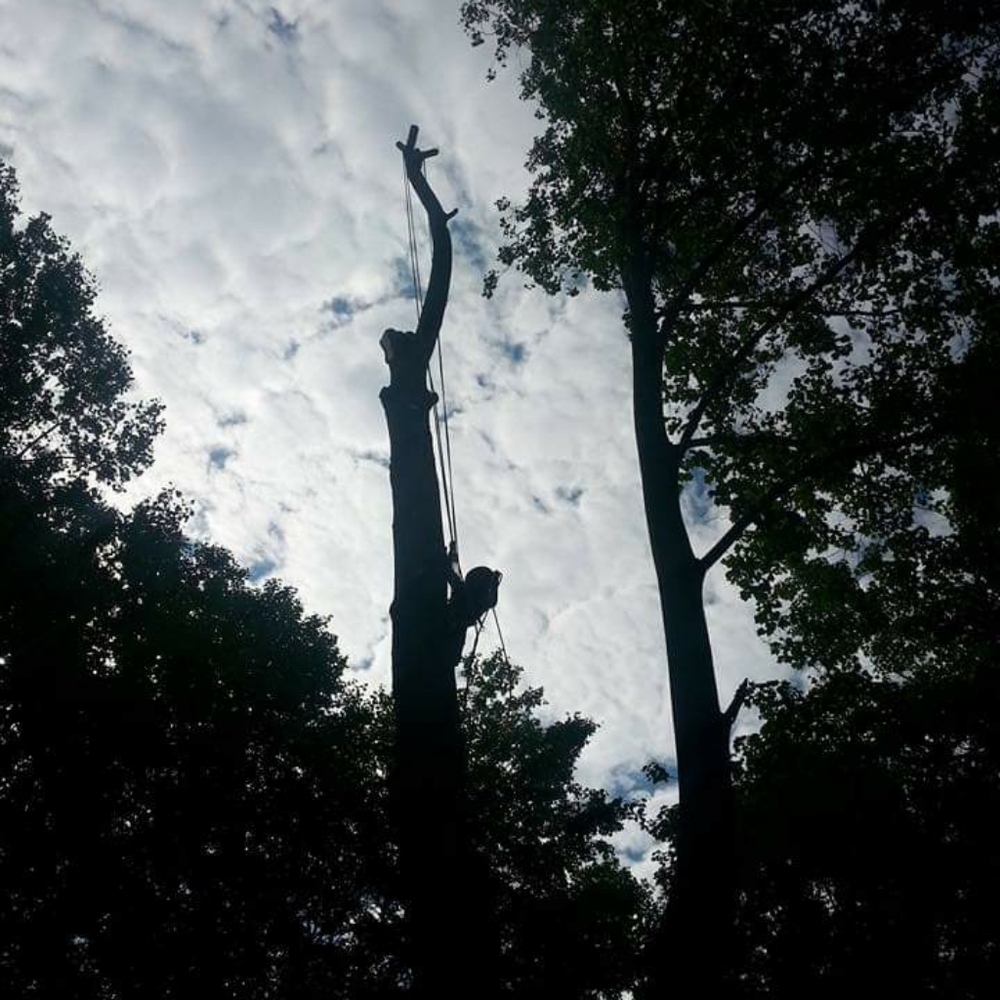 I remove  trees beautifull people - Picture 4 of 5